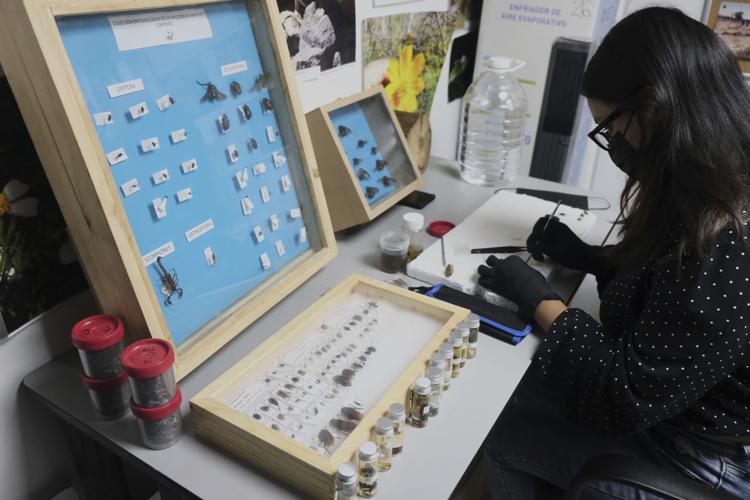 A researcher in a mask and gloves examining insect specimens in a lab with display cases of pinned insects.